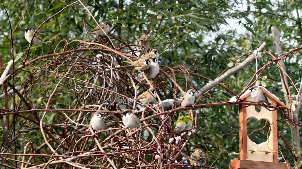 #모여라_새| 창가의새 |#backyard_birds