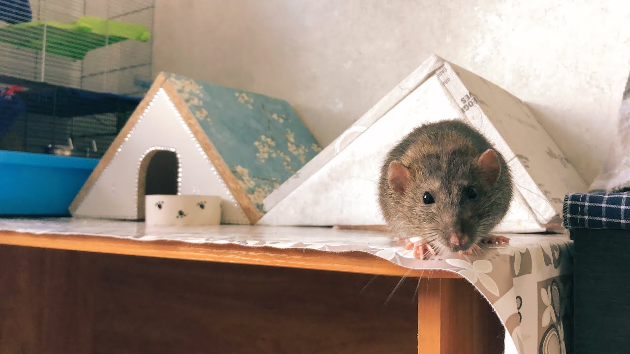 Уборка у крысажопок 🐀