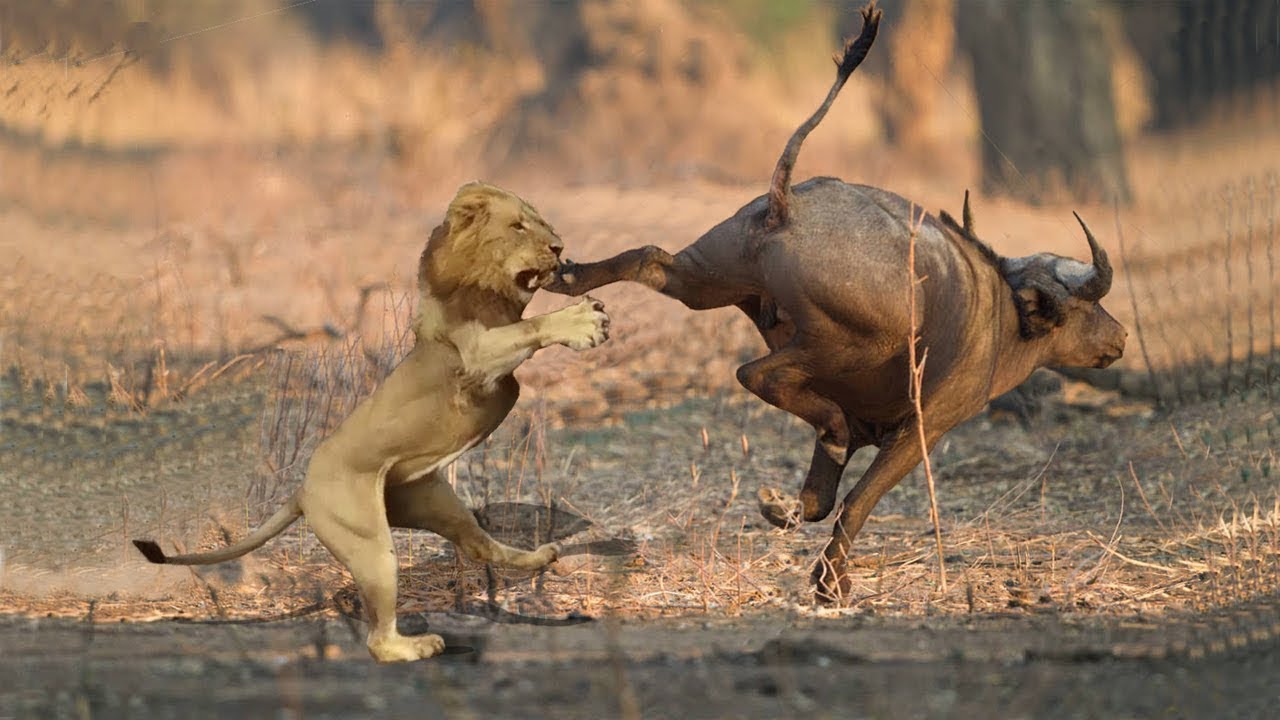 Hunters Become Hunted: 10 Animal Predators Surprised by Their Prey | Prey vs Predator