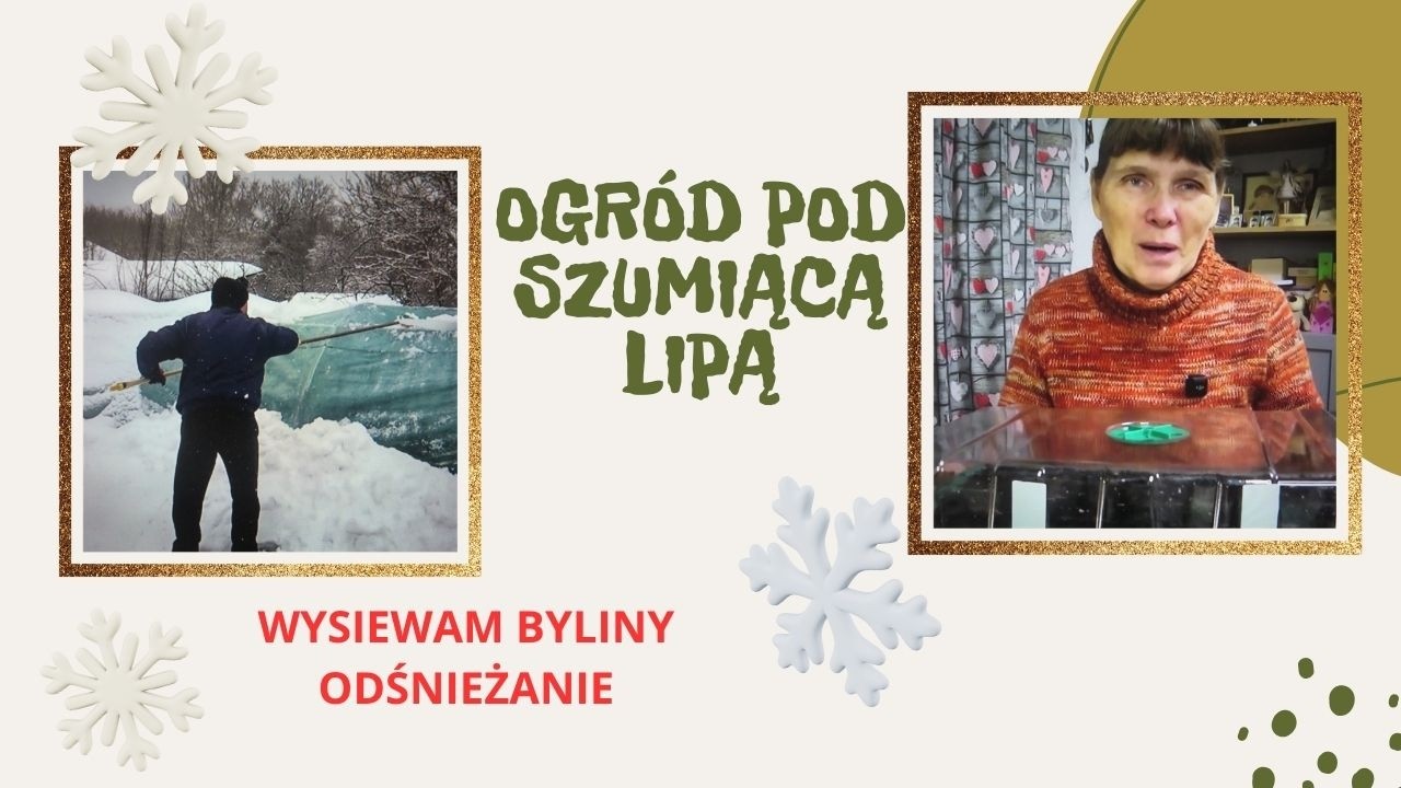 Wysiewam pierwsze byliny, ciągle odśnieżamy bo śnieg sypie.