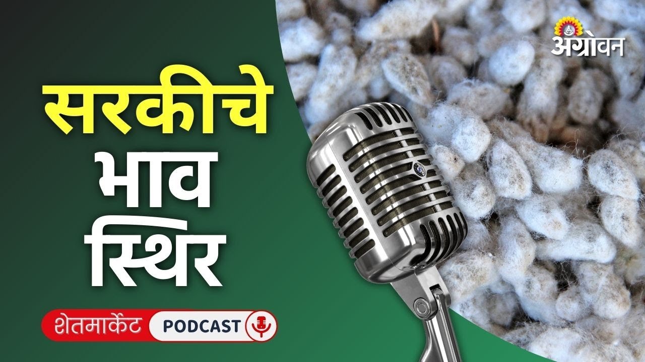 Cotton, Soybean Rate: सोयाबीन बाजार, कापूस दर, गहू भाव, मूग रेट | Agrowon