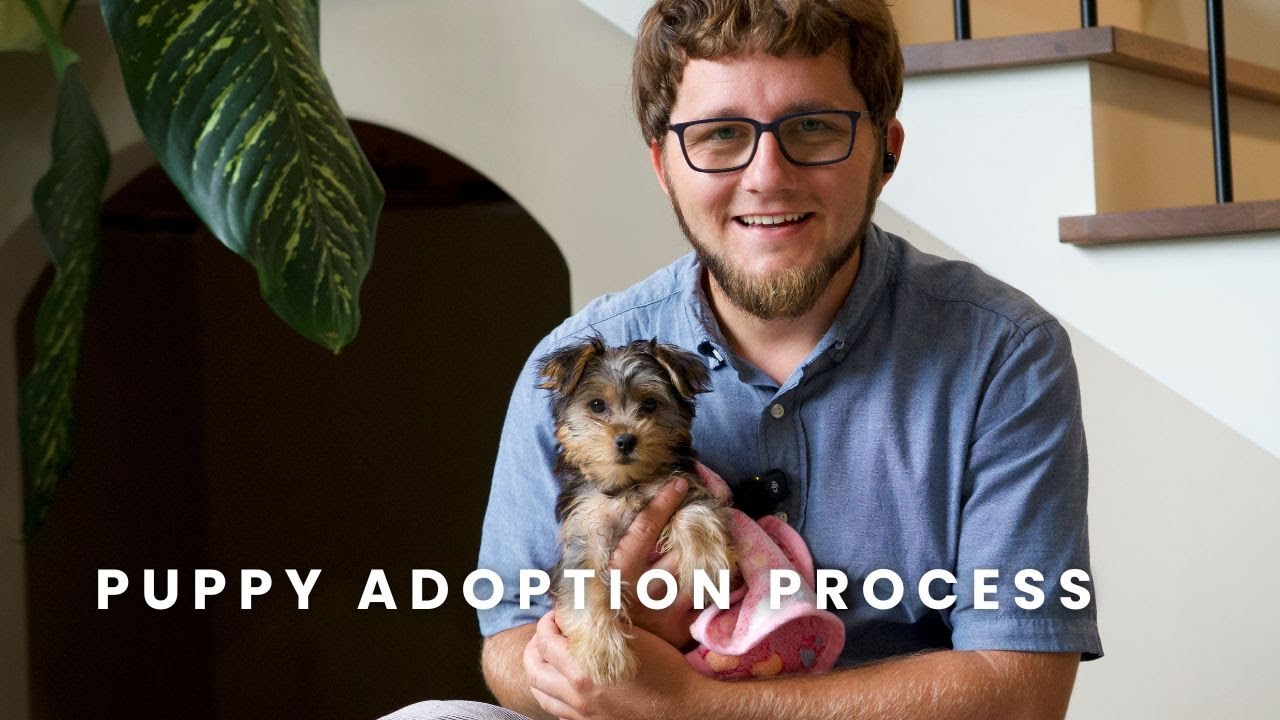 Our Puppy Adoption Process | Pintsize Darlings