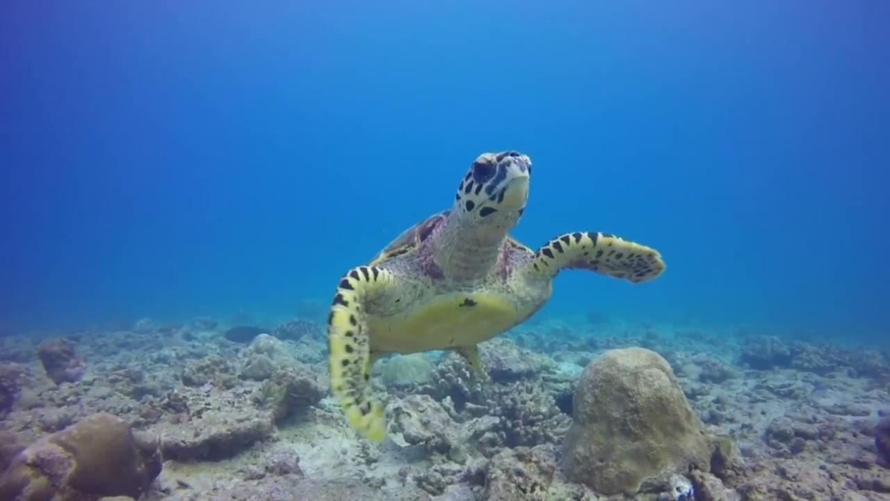 Join our Award-Winning Marine Conservation Program in Seychelles