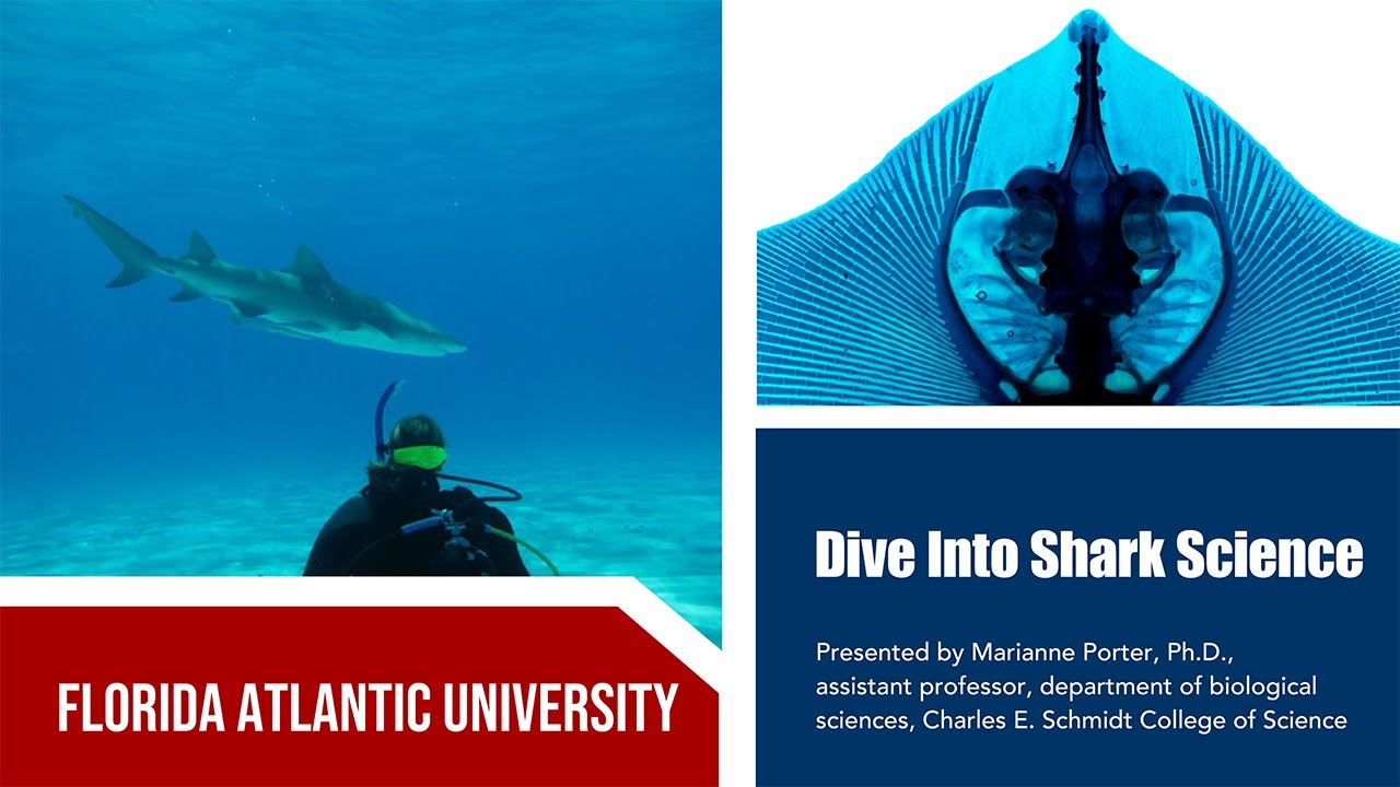 Dive Into Shark Science