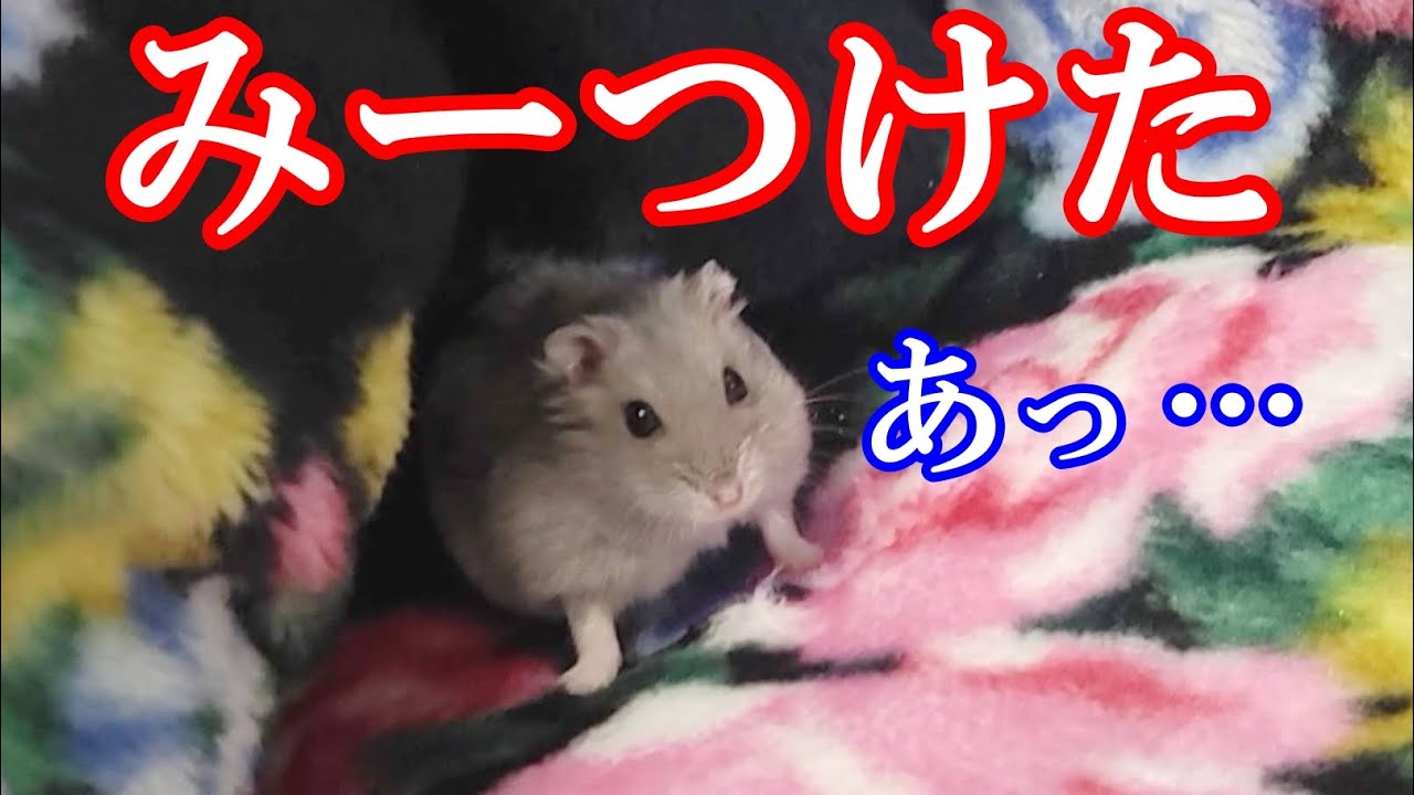 見つからないように隠れても絶対に見つかってしまうハムスター