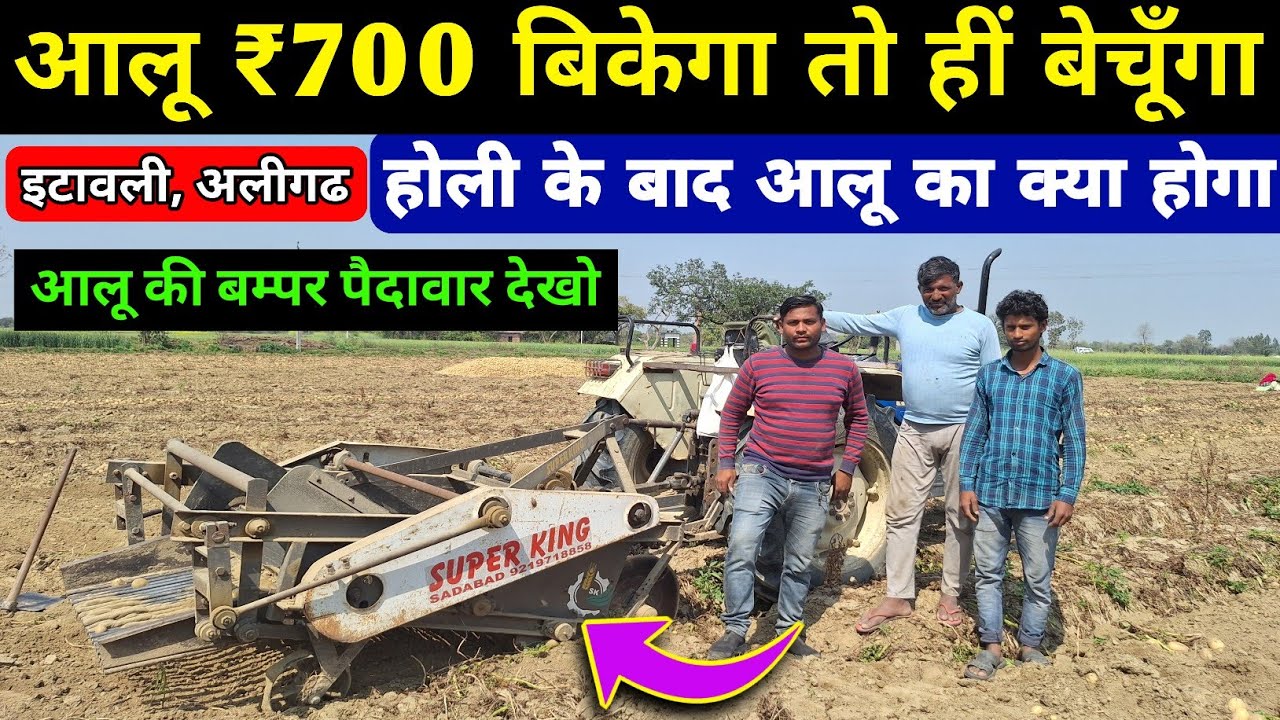 आलू ₹700 मे बिकेगा तभी बेचूँगा | चिप्सोना-1 आलू की पैदावार बंपर दिखी | real farmer education #aalu 