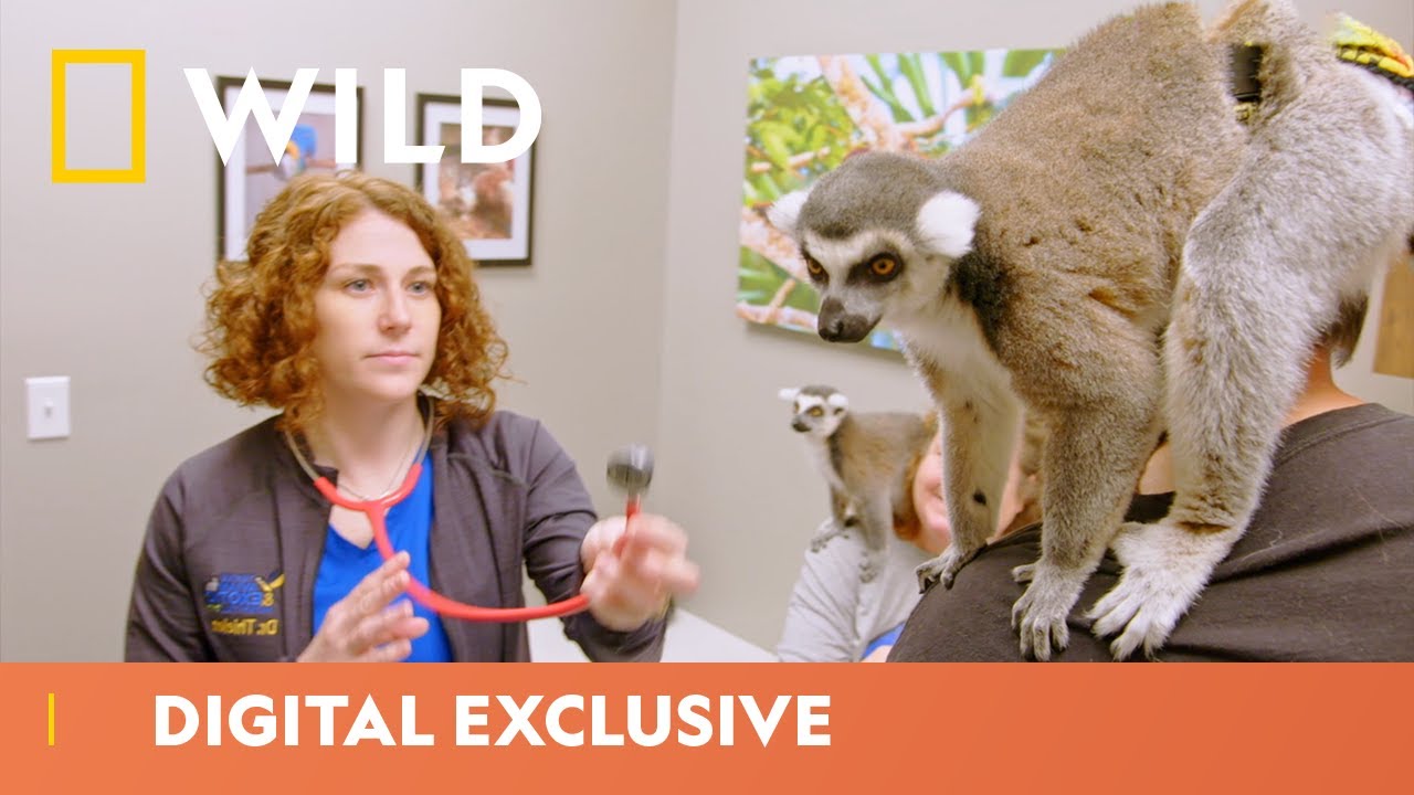 Lemurs Visit the Vet | Dr. T Lone Star Vet | National Geographic Wild UK