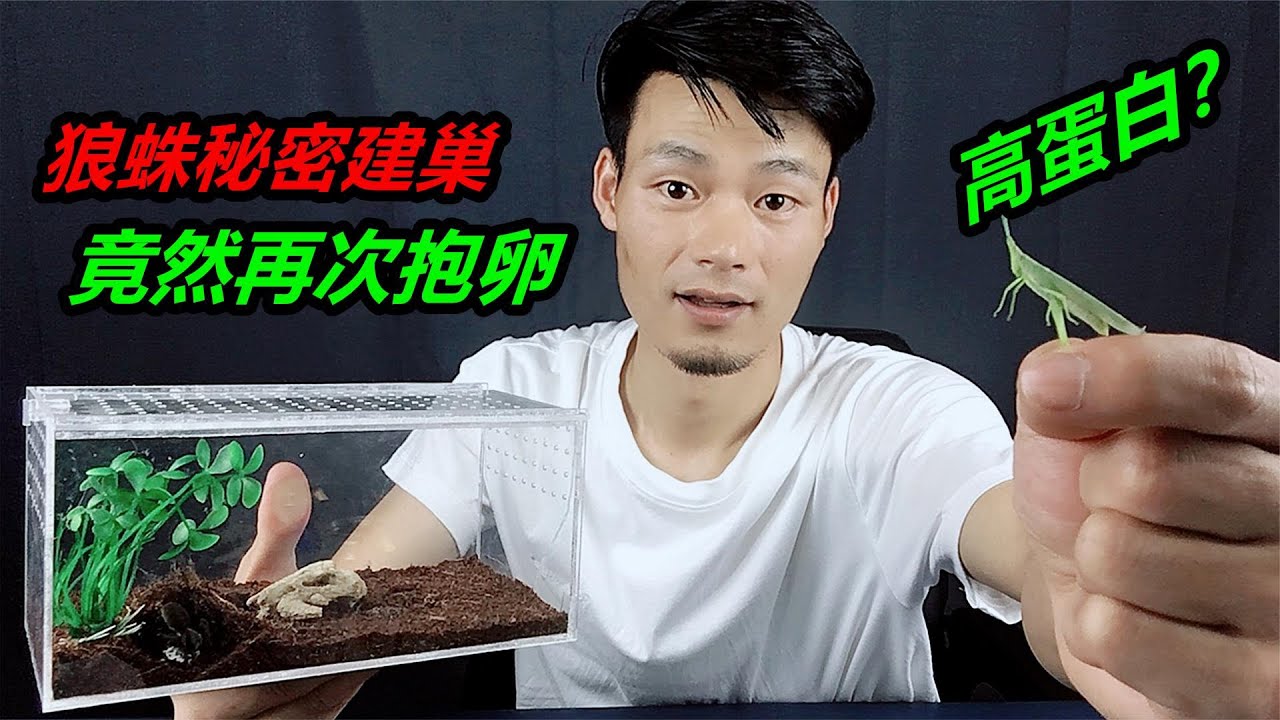 狼蛛繁殖过后仅20天，便又悄悄建起巢穴，再次出现球状物体