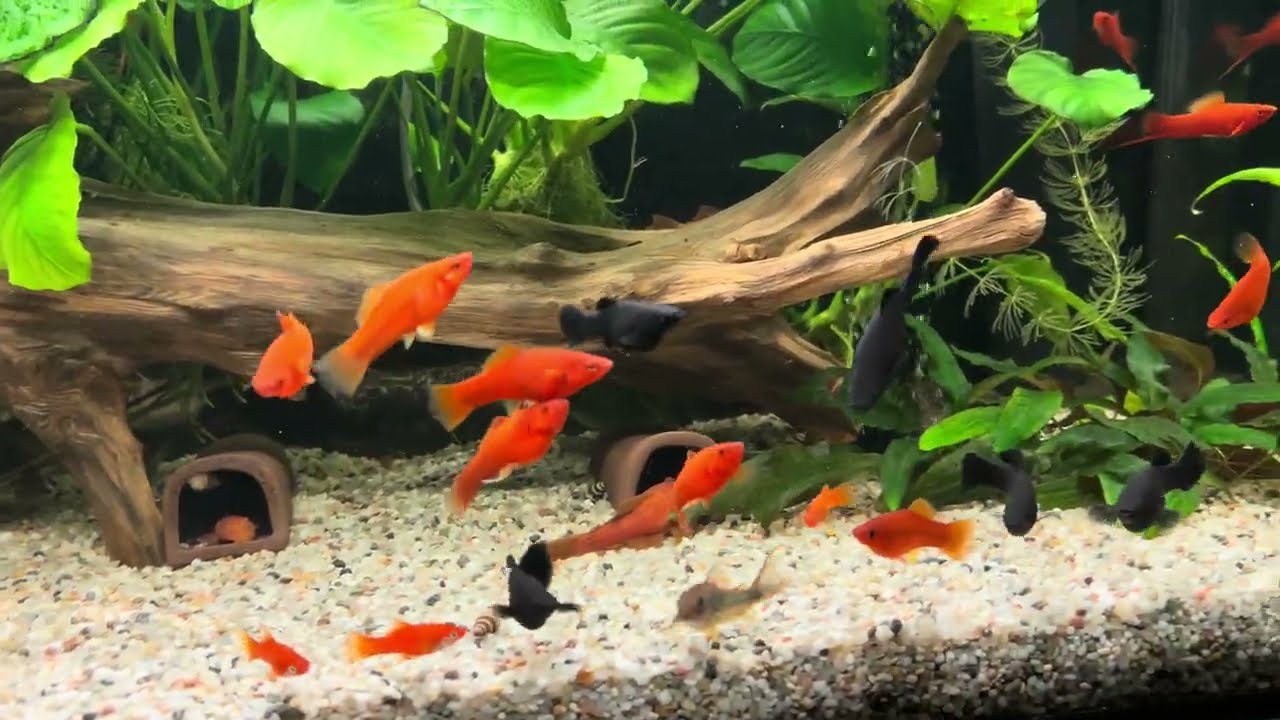 Mieczyki zmiana obsady akwa 140l