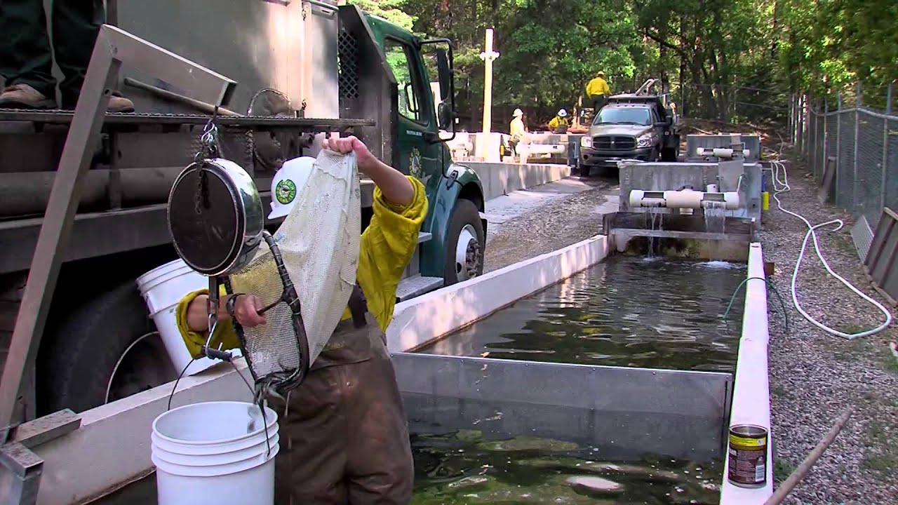 Slide Fire Trout Rescue