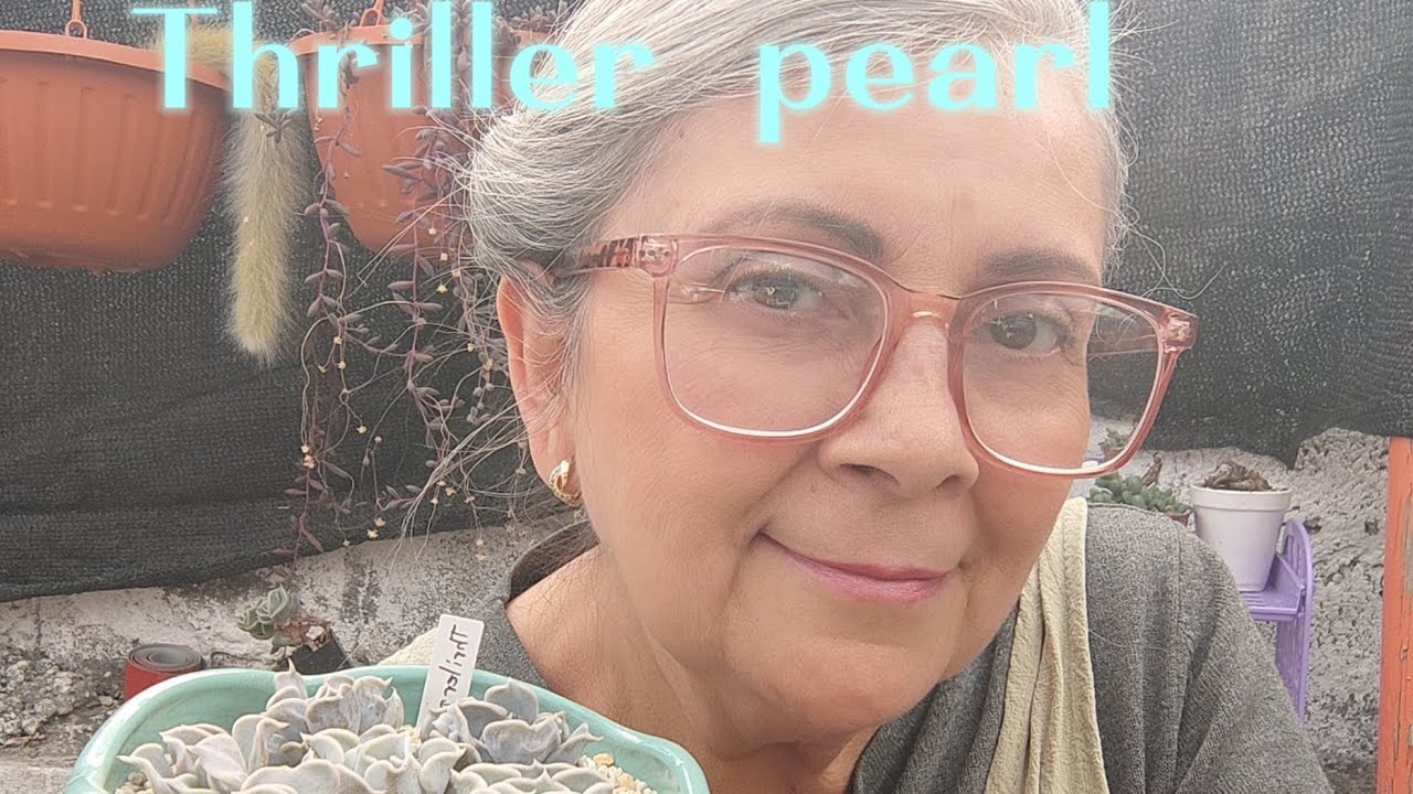 Echeveria Thriller pearl 💚