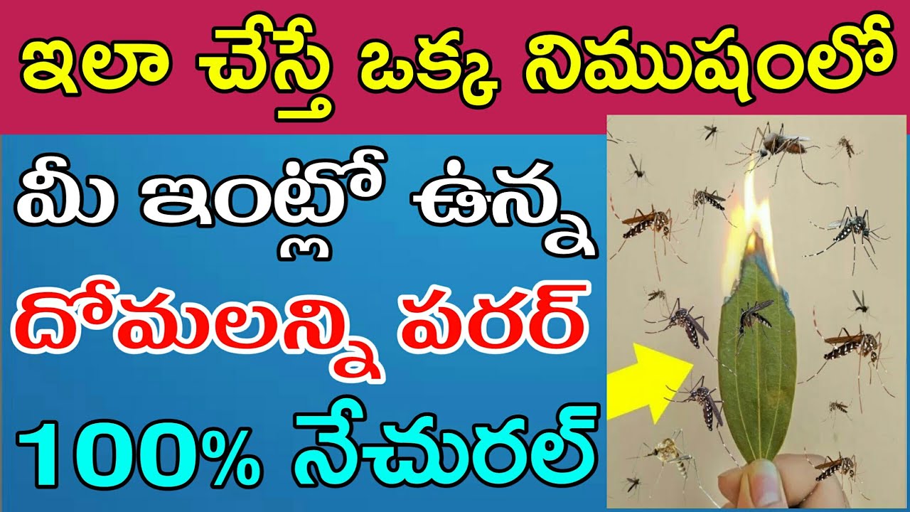 How to Prevent Mosquitoes in home | Natural Masqito Repellent in Telugu | How to Kill Masqitoes