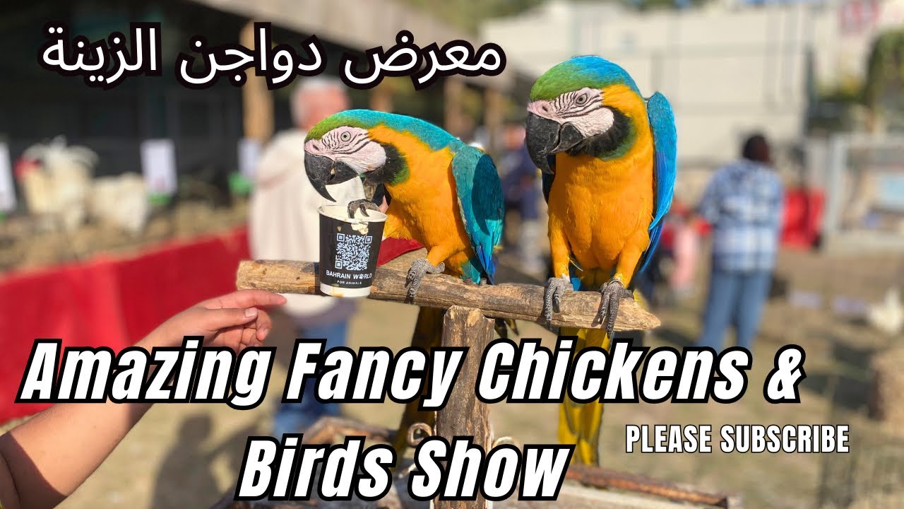 Amazing Fancy Chickens & Birds Exhibition | Bahrain World for Animals – Janusan | معرض دواجن الزينة