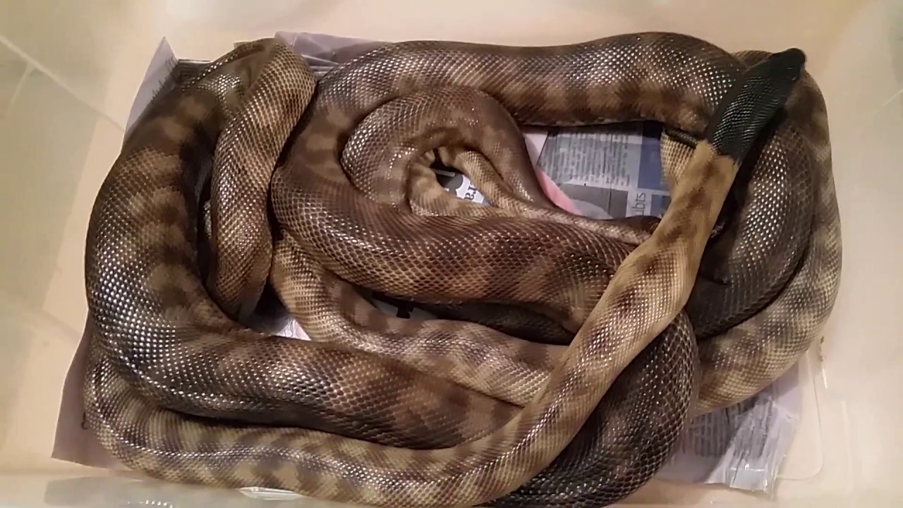 Hands on Wildlife Conservation seen here with Black headed pythons mating