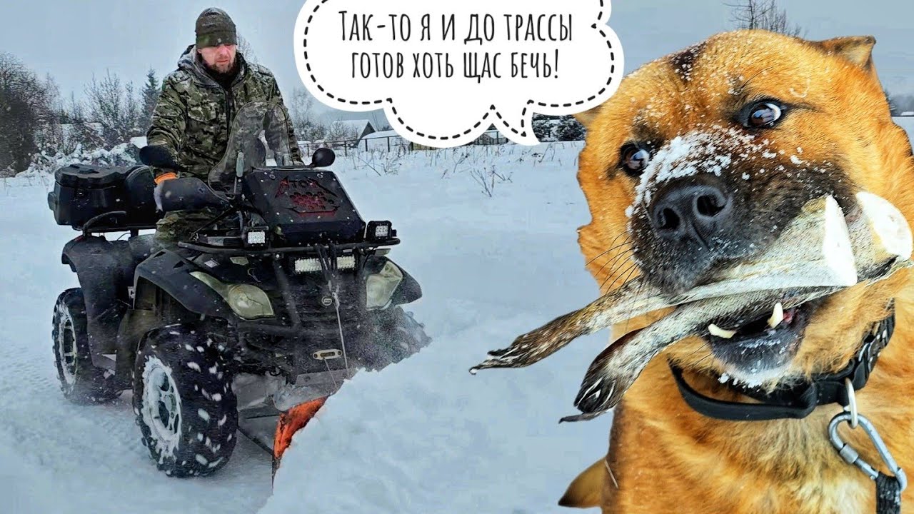 Добрый сыч Лучик (не кликбейт!). К Псу Кубику не приехала автолавка, а мы собирались в Москву