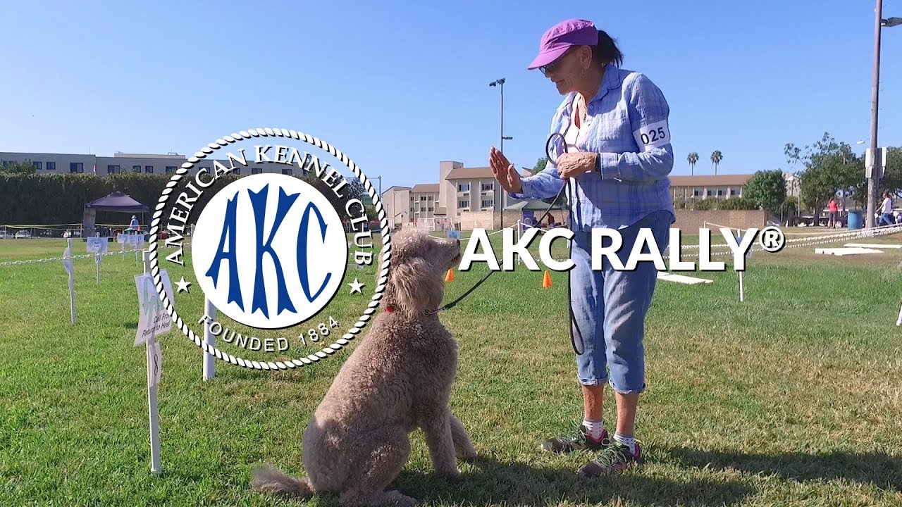 AKC Rally® | Intro to Dog Sports