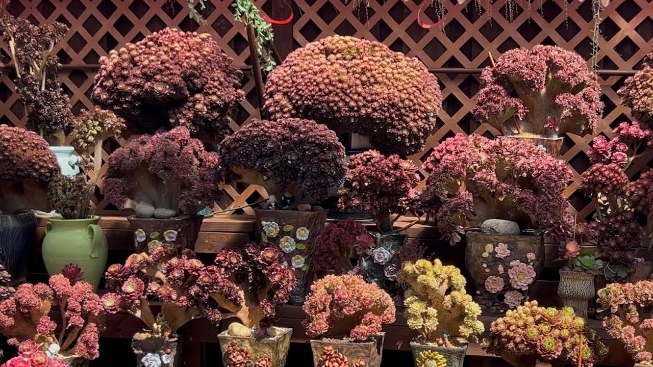 Korean Succulents Collection at Phuc&Van garden tour#succulentgarden#Bonsaigarden&rdquo;Part#1&rdquo; 04/20/2025