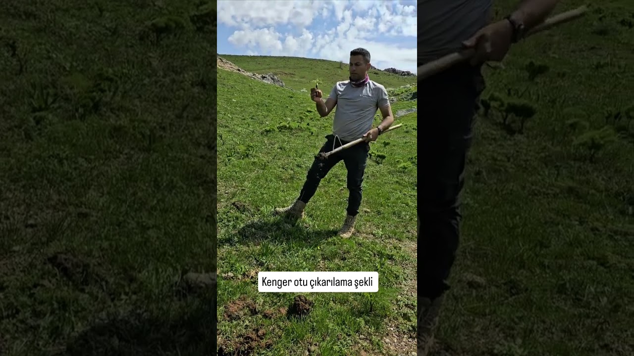 Kereng otu (Kenger) Dağların yenilebilir yabani sebzesi meyvesi Batman Sason Dağlarında