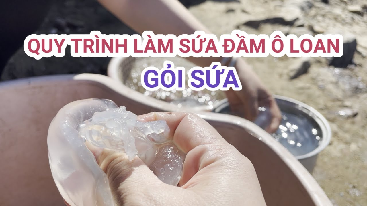 Quy Trình Làm Sứa, Gỏi Sứa Đầm Ô loan
