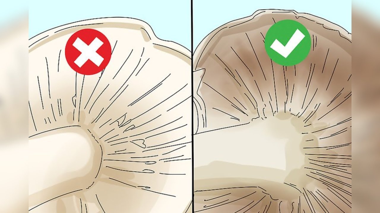 COMO IDENTIFICAR COGUMELOS COMESTÍVEIS