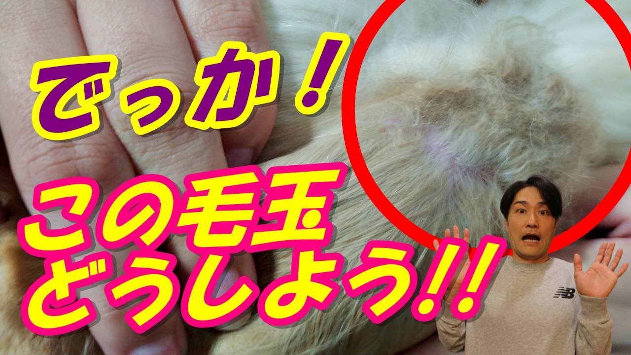 【#愛犬  #ブラッシング】この毛玉どうする⁉ハゲを作らず、奇麗に解してブラッシングする方法！！#グルーミング#トリミング#犬のしつけ#ゴールデンレトリーバー#ゴールデンレトリバー