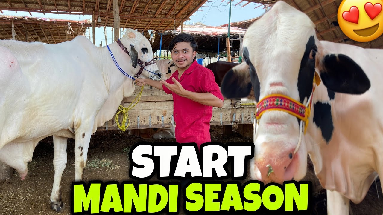 Finally Malir Mandi Poch Gaye 😍 Cow Mandi Season 2026 Start 😍 Muzamil Chemo Vlogs