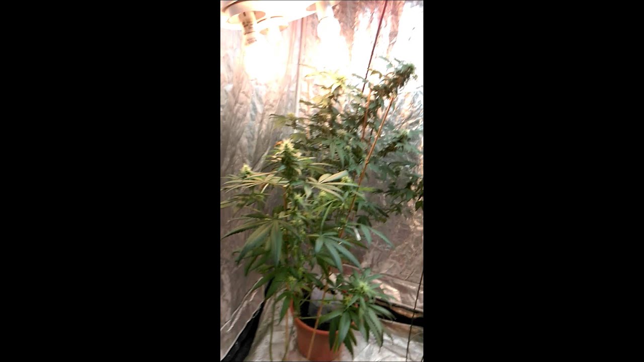 Poor man's grow update 9/14/14