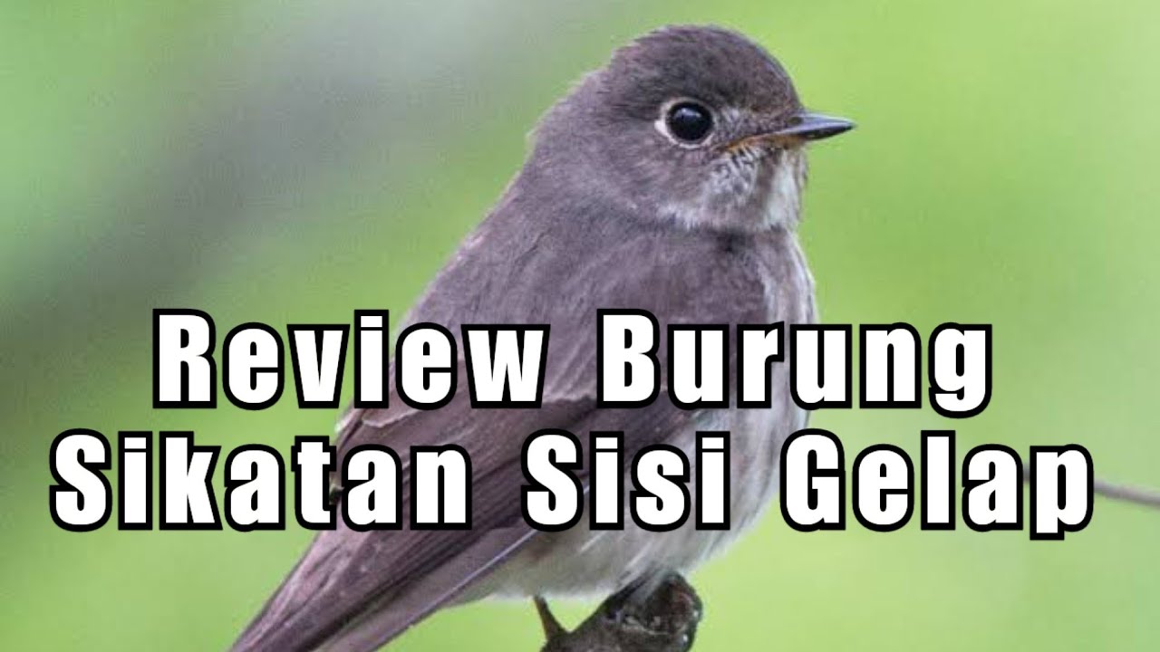 Review Burung Sikatan Sisi Gelap