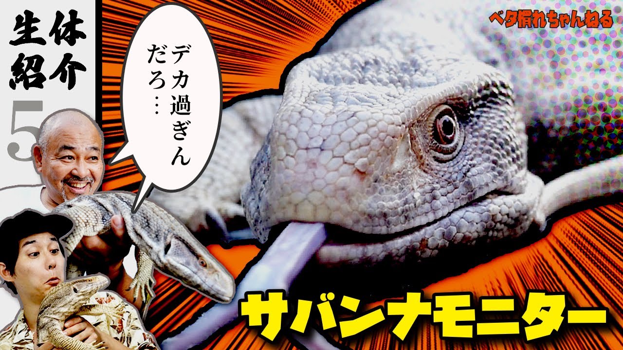 【ジャンボサイズ】バカでかいサバンナモニター入荷しました！【サバンナモニター】