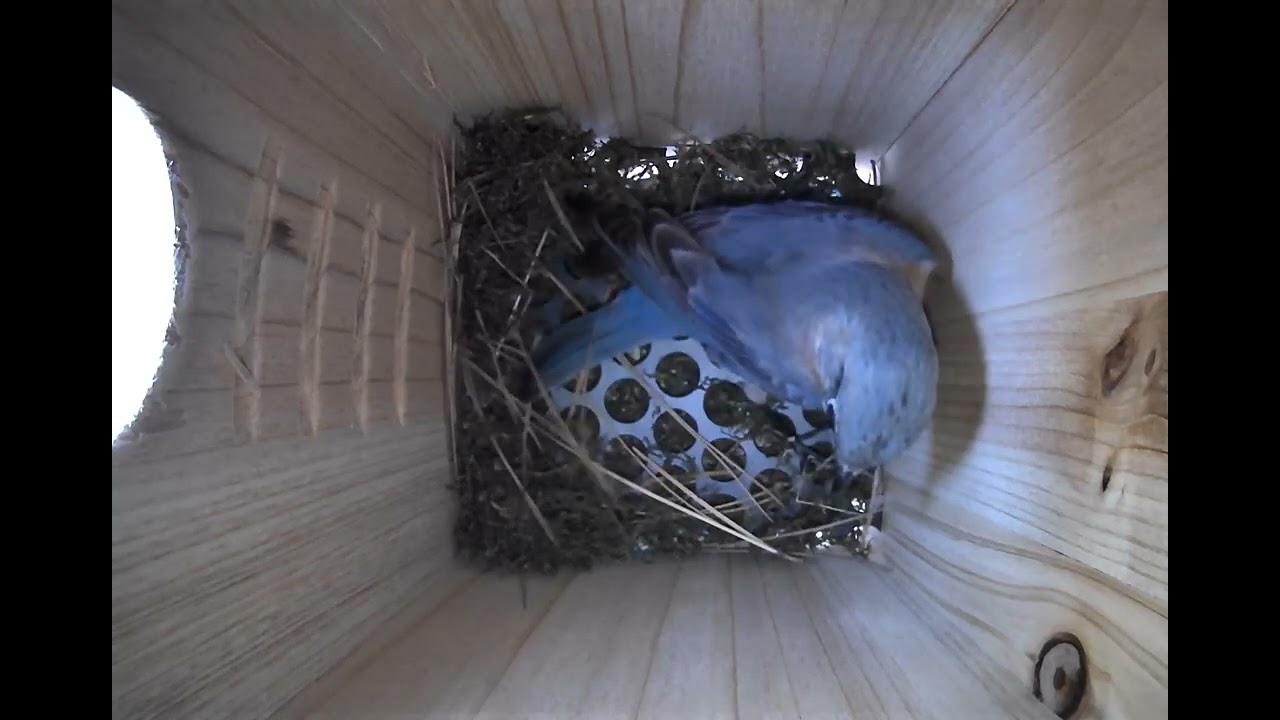 Progress on nest 