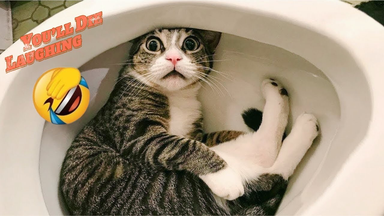 WARNING ⚠️ You’ll Die Laughing 😂 | Viral Funniest Animal Fails
