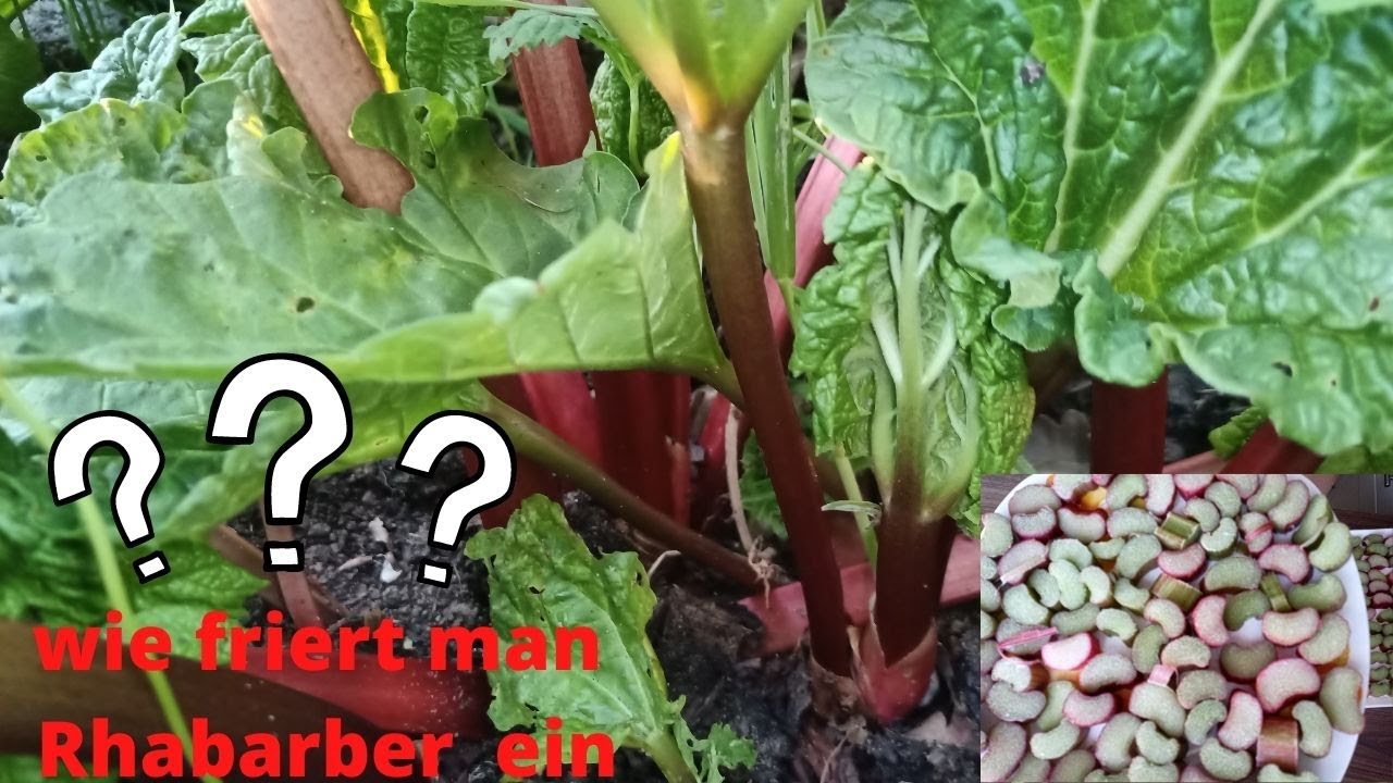 Rhabarber einfrieren❄️/schnell/einfach/unkompliziert/so friert man den Rhababer ein