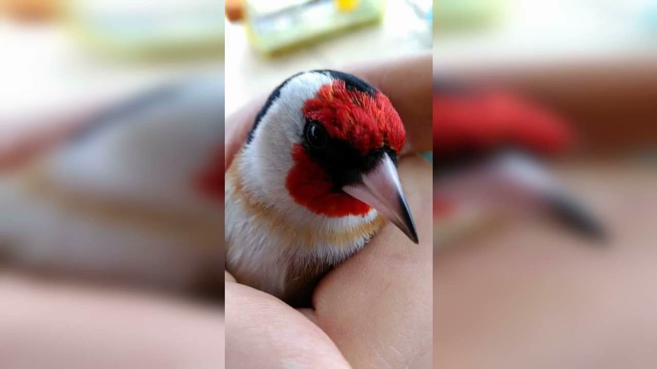 هذا هو الشون الاصلي تع bois jolie بالكاشي /بيكي صفارة بلتيواواطي بصحتكم خاوتي