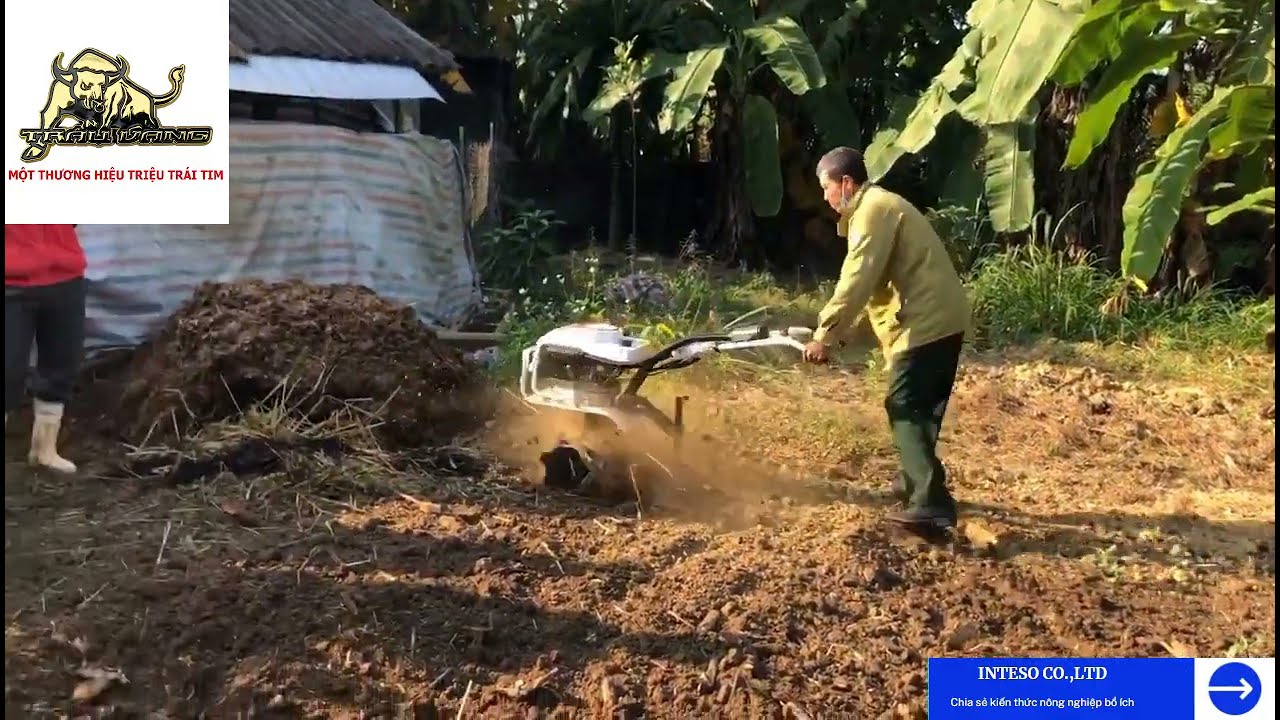 Máy làm đất trâu vàng trong tay lão nông U60! Có 