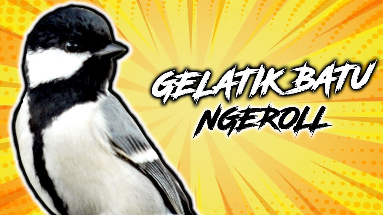 Masteran Burung Gelatik Batu Jernih 1 Jam Gacor Ngerol Nembak Tajam Cocok Buat Kacer