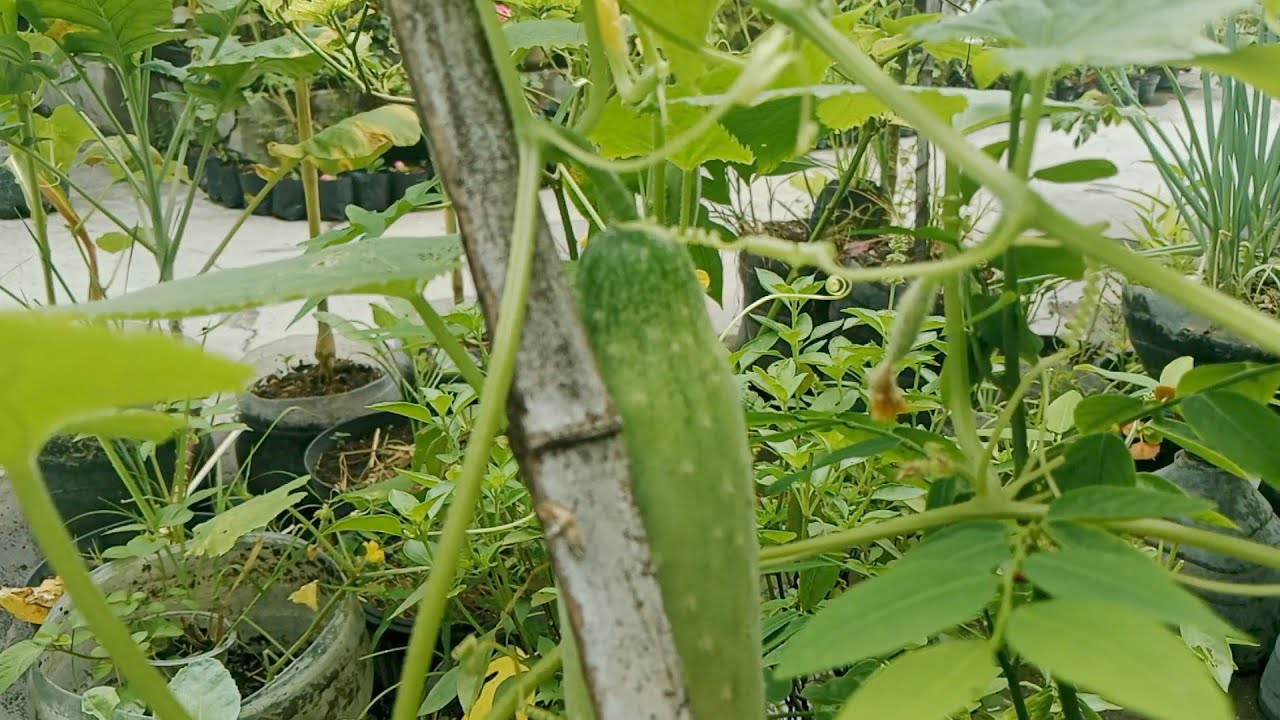 Aktivitas Berkebun, Pentingnya Pruning Tanaman Pot. Belajar Berkebun Organik