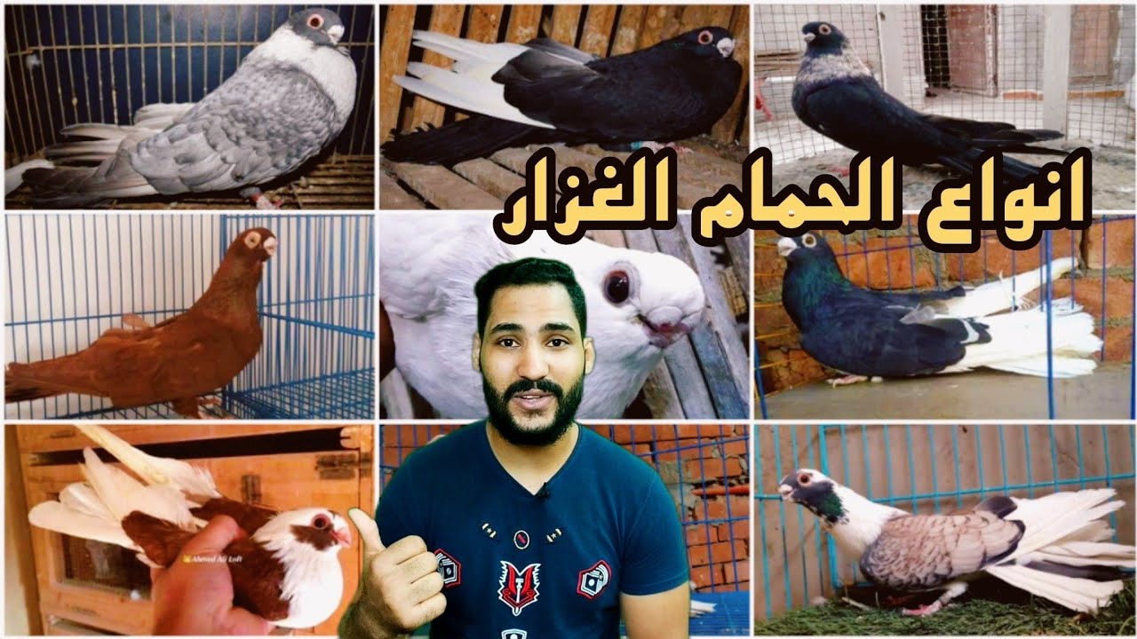 شرح انواع الحمام الغزار | سلسلة تعليم انواع الحمام الحلقه 1