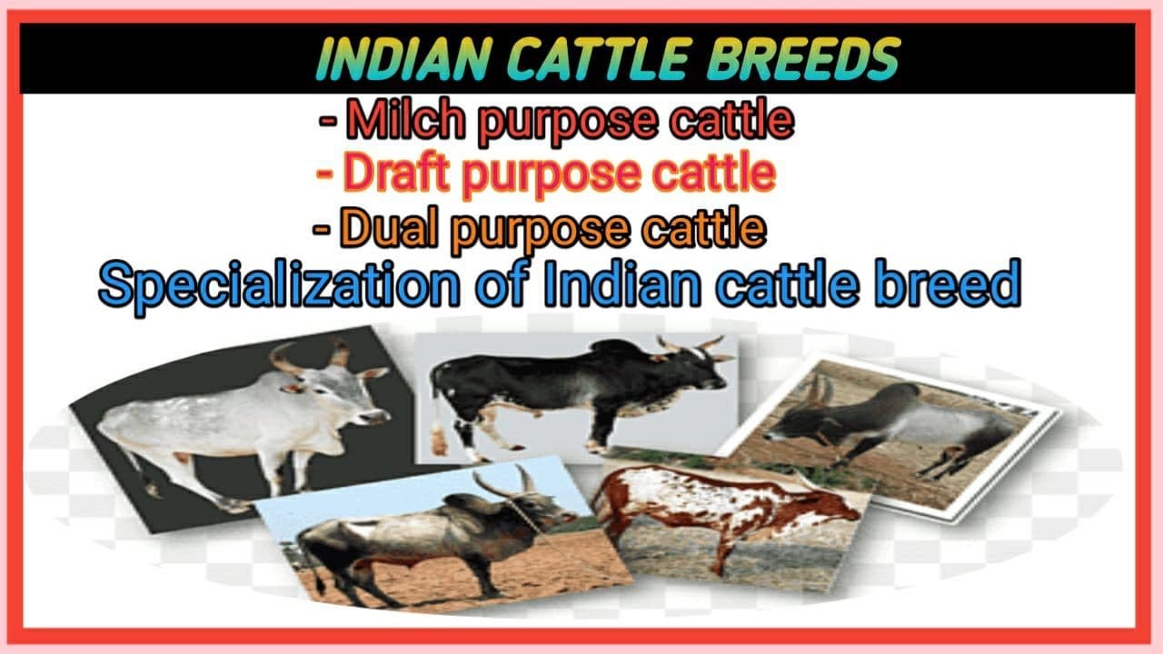 Indian cattle breeds|| zebu cattle|| Specialization of Indian cattle
