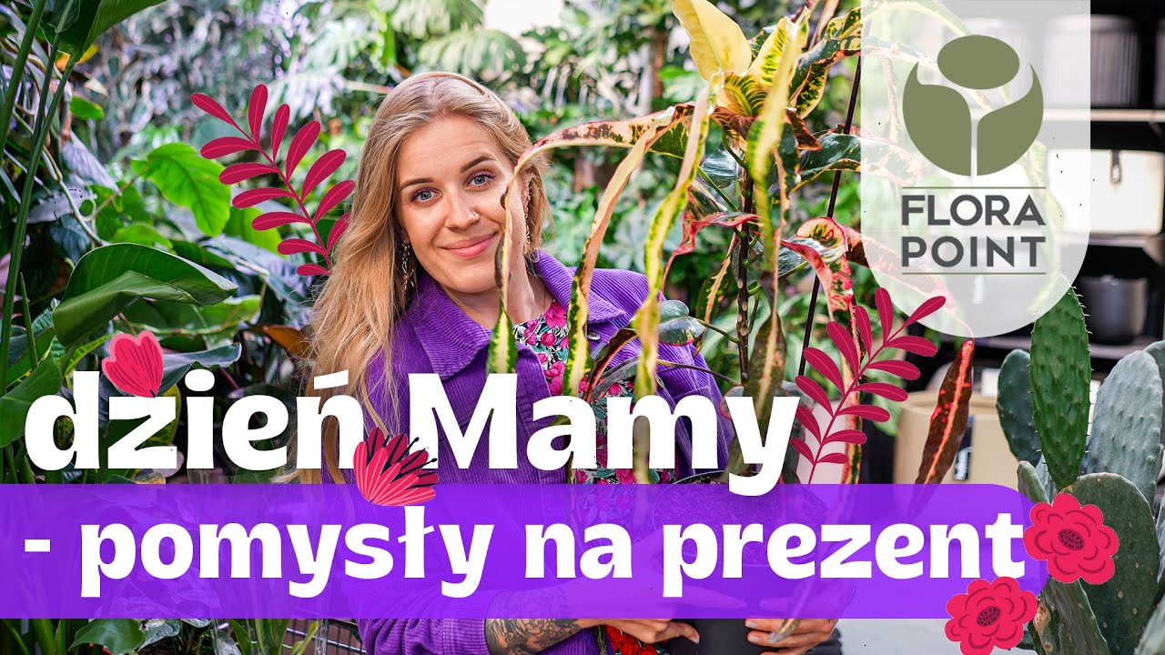 Kroton dreadlocks, nowe sansevierie, długaśna monstera standleyana, ogromna strelicja | Flora Point