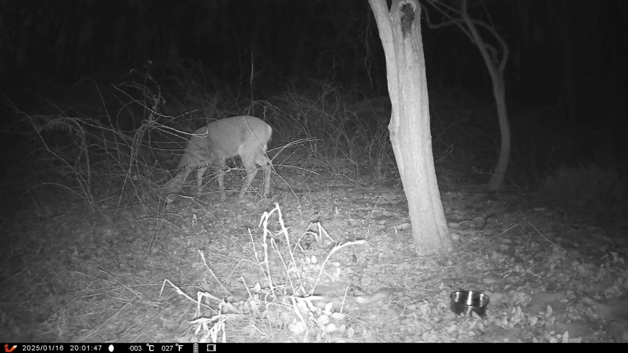 Something scares foraging White Tail Deers at night | Trail Cam Videos