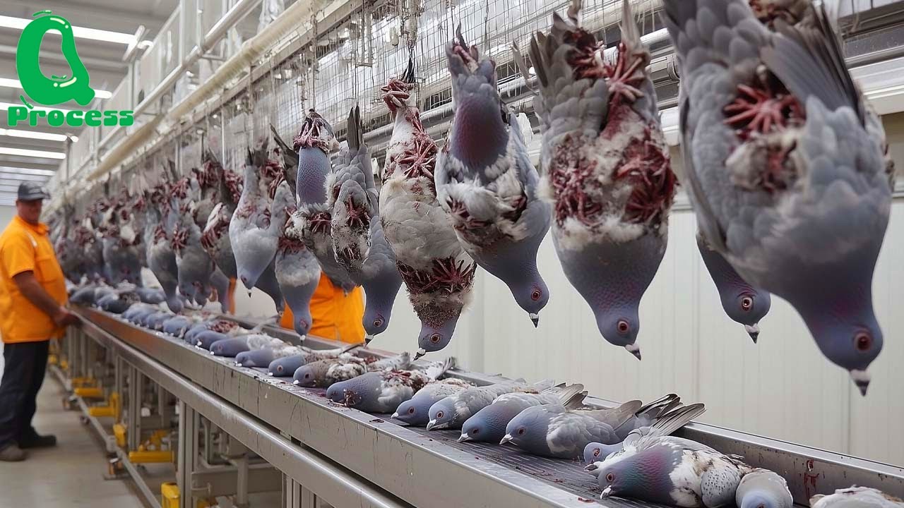 How Americans Raise and Process Millions of Pigeons &ndash; From Meat Production to Racing Champions