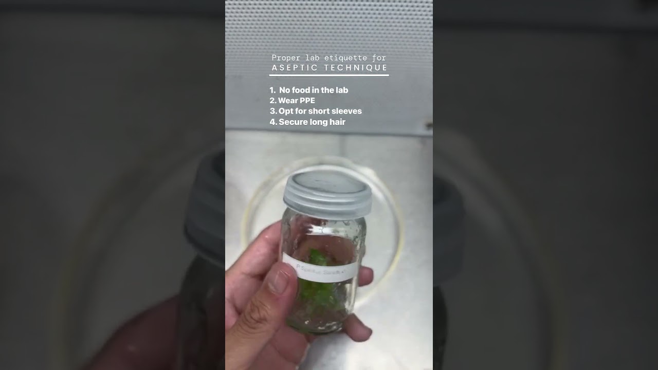 #Aseptic technique is the bedrock of successful #tissueculture. 👀 #planttissueculture
