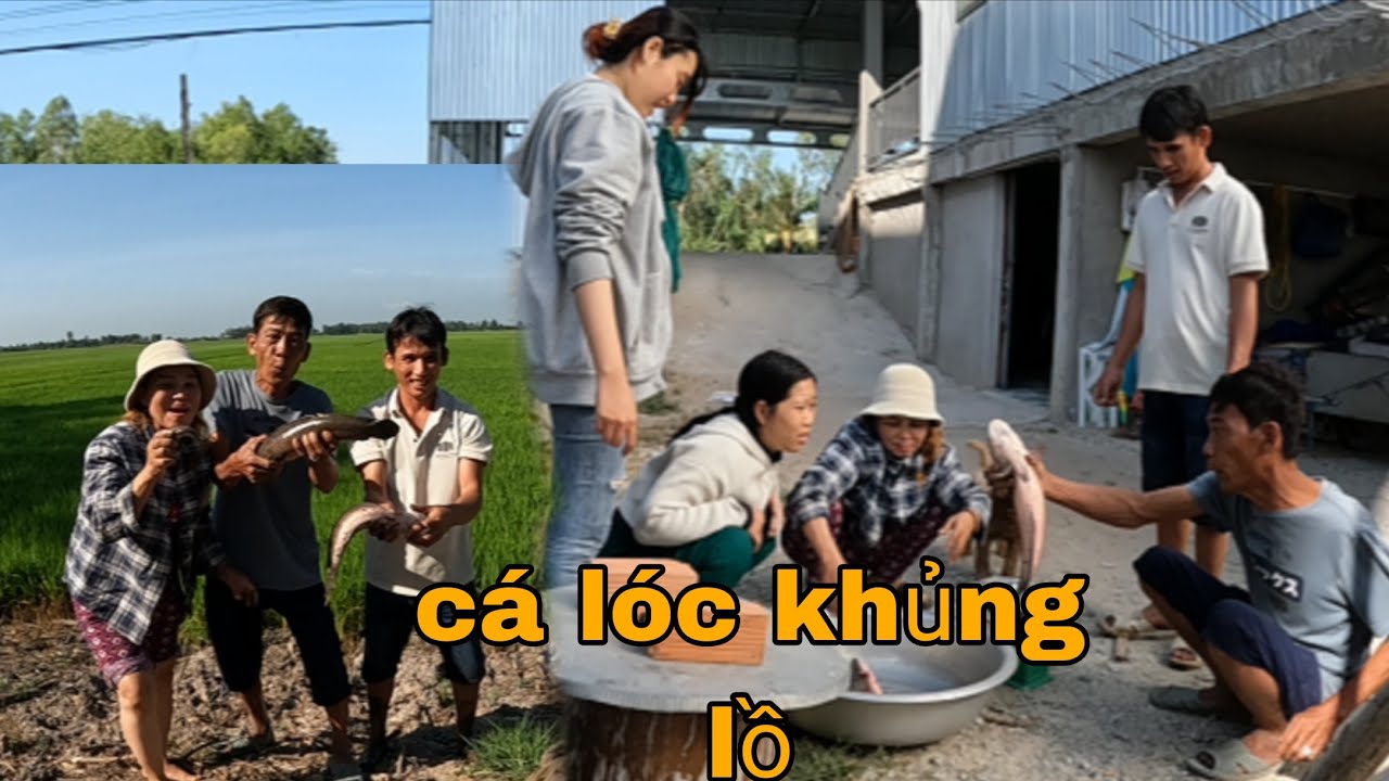 Lần Đầu Trong Đời Vợ Chồng Tư Cà Khịa Mới Thấy Con Cá Lóc Đồng Khủng Nặng 1 Ký 3