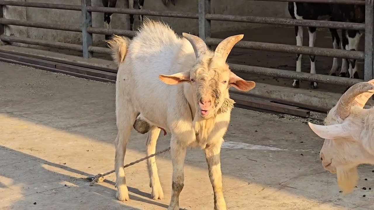Quality Sanin Kids at Khan Brothers Goat Farm Bhiwandi || Al Mehtab Goat Farm