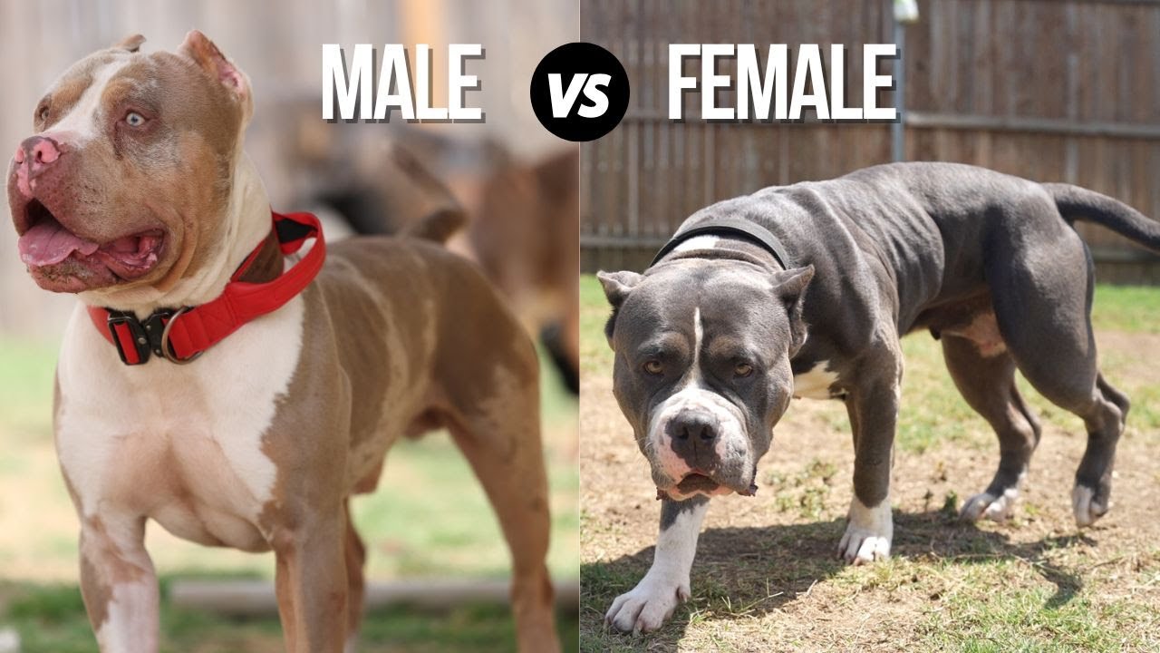 Which is Better??? Male or Female???