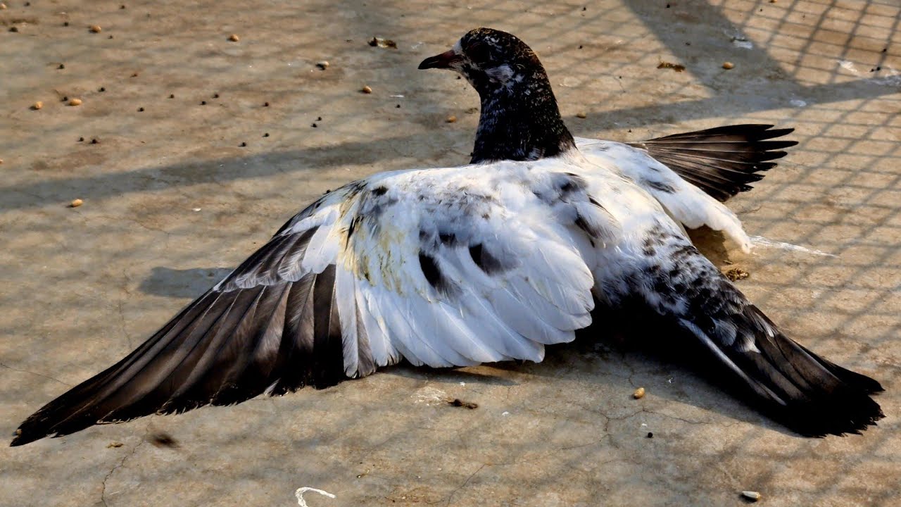 Baby Pigeon Treatment