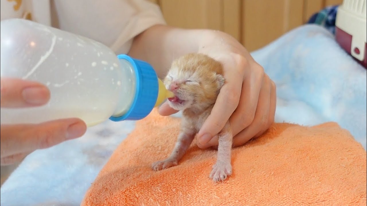 生後5日くらいの乳飲み子2匹を保健所から引き取ってきました