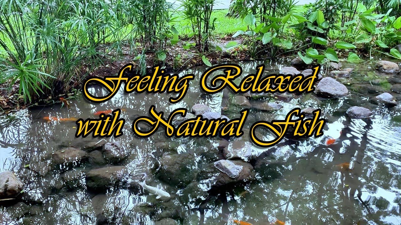 Feeling Relaxed with acoustic guitar sound and natural views of fish