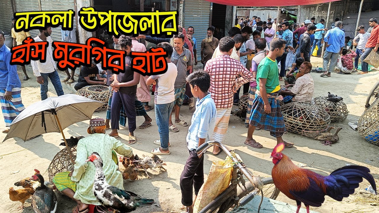 নকলা উপজেলার বড় হাঁস মুরগির হাট। Local Duck Chicken Market। Village Market। নকলা বাজার, শেরপুর ২০২৪