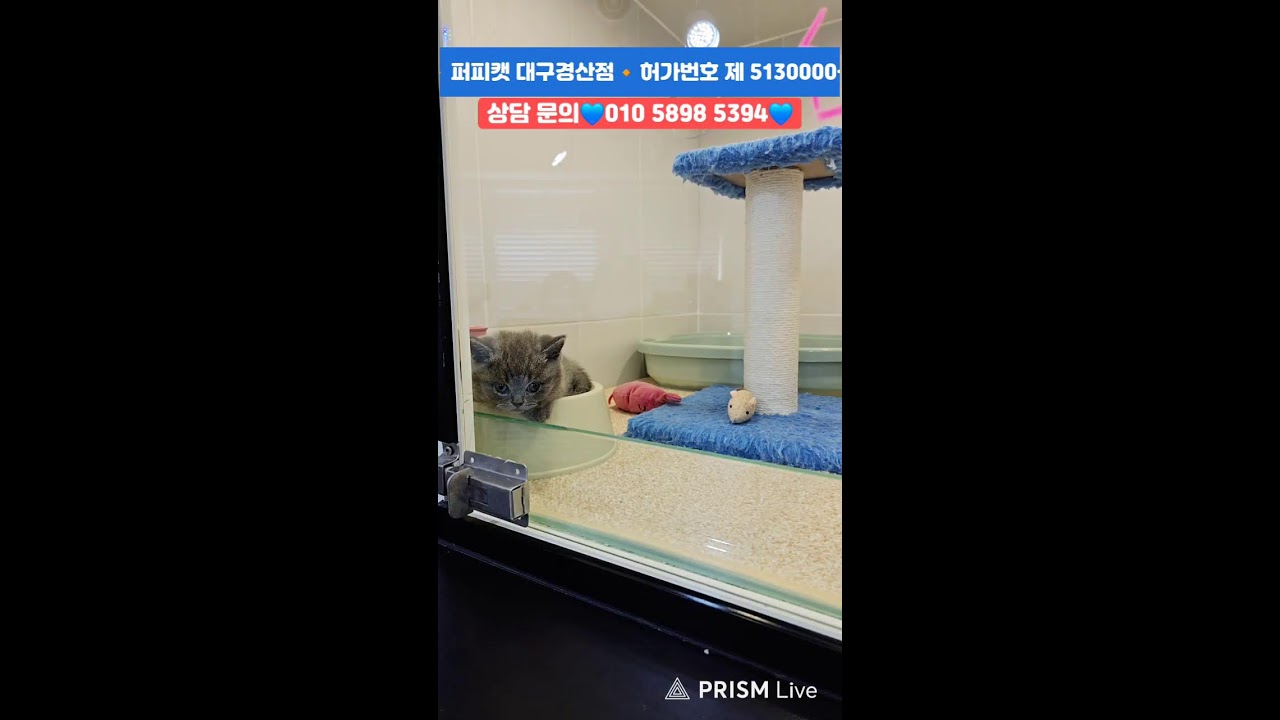 강아지분양💙고양이분양🔸️ 퍼피캣 대구경산점🔸️#강아지 #강아지분양 #대구강아지분양 #고양이 #고양이분양 #대구고양이분양 #애견분양 #대구애견분양 #라이브 #Live